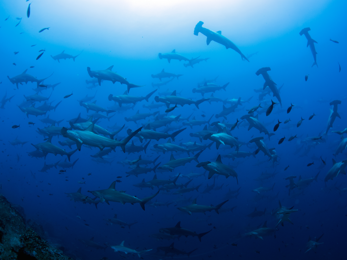 Fundación Jocotoco contributes to expanding the Galapagos Marine Reserve